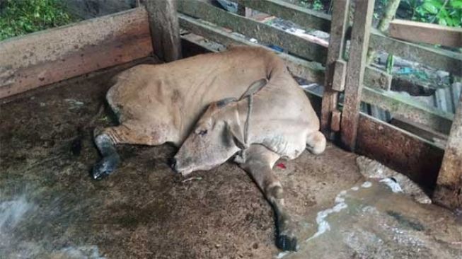Kementan Kompensasi Rp10 Juta untuk Ternak yang Dipotong Akibat Terjangkit PMK