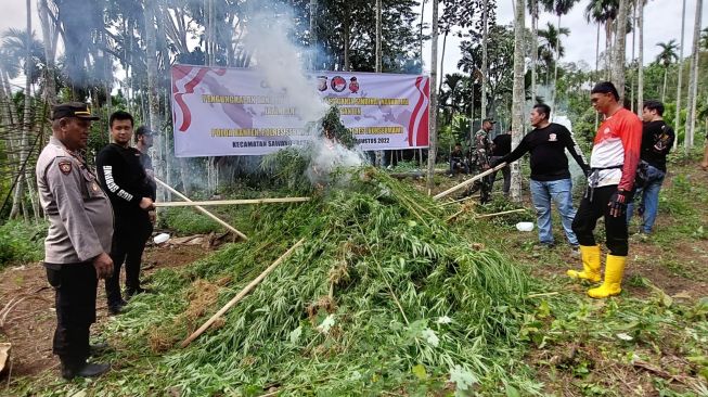 Polda Banten menemukan ladang ganja seluas tiga hektare di Desa Kurung, Dusun Cot Rawatun, Kecamatan Sawang, Kabupaten Aceh Utara. (Foto: Dok. Polda Banten)