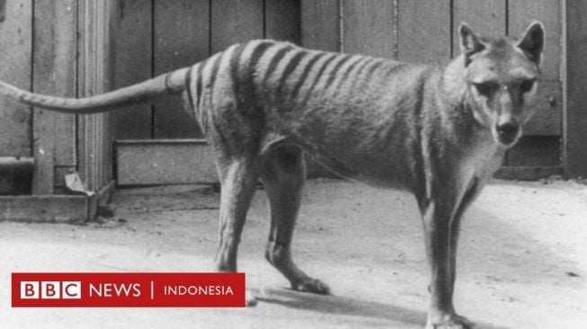 Ilmuwan akan Coba Bangkitkan Harimau Tasmania dari Kepunahan