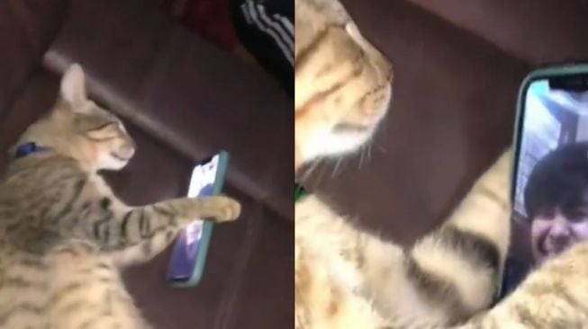 Ritual Kucing Ini Tak Biasa, Sebelum Tidur Video Call Terlebih Dulu