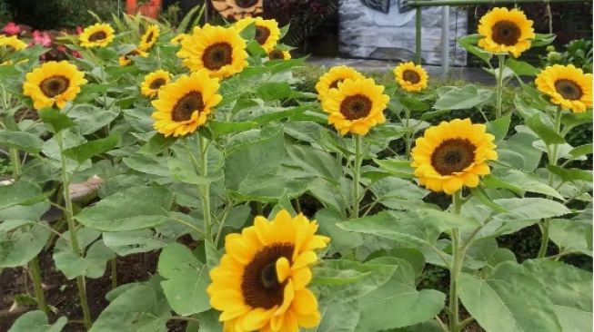 Kebun Begonia Lembang: Koleksi Ribuan Flora Cantik di Kota Kembang