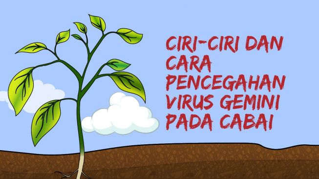 INFOGRAFIS: Ciri-ciri dan Cara Pencegahan Virus Gemini Pada Cabai