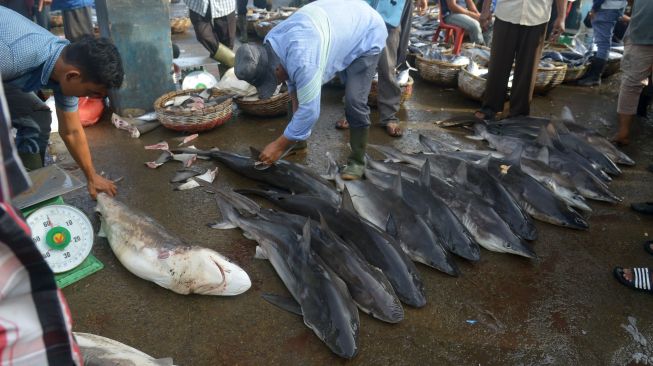 Nelayan memindahkan ikan hiu lanjaman (Carcharhinus falciformis) di dermaga Pelabuhan Perikanan Samudera (PPS), Lampulo, Banda Aceh, Aceh, Kamis (1/9/2022).  ANTARA FOTO/Ampelsa