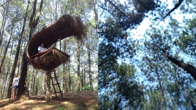 Puncak Becici, Sejuknya Hutan Pinus Lokal yang Terkenal Seantero Dunia