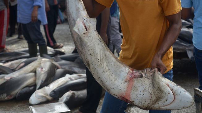 Nelayan memindahkan ikan hiu lanjaman (Carcharhinus falciformis) di dermaga Pelabuhan Perikanan Samudera (PPS), Lampulo, Banda Aceh, Aceh, Kamis (1/9/2022).  ANTARA FOTO/Ampelsa