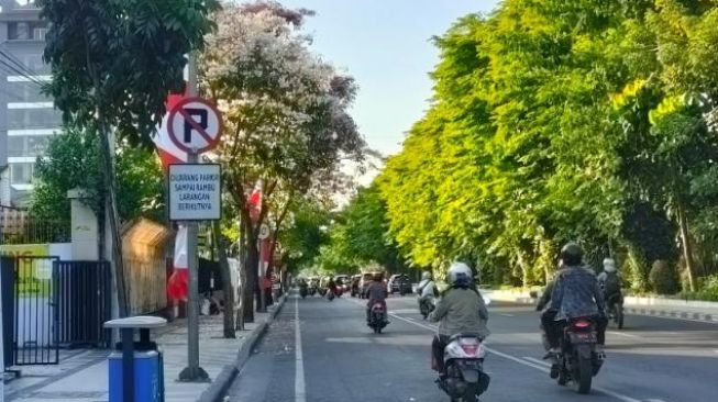 Bak Tokyo, Tabebuya Bermekaran di Jalanan Kota Surabaya