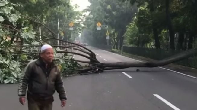 Pohon Tumbang di Depan UP Sempat Bikin Arus Lalin Tersendat, Saat Ini Sudah Tertangani