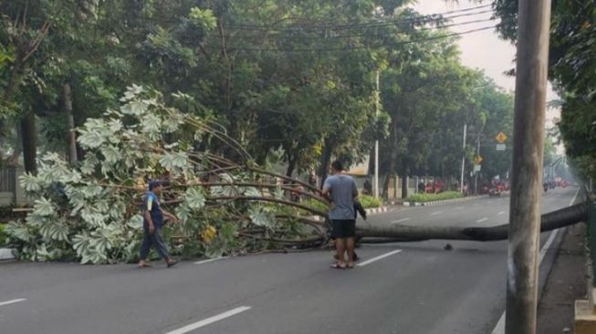 Sebuah pohon tumbang di depan Universitas Pancasila, Jakarta Selatan, Selasa (6/9/2022) pagi tadi sempat menimbulkan kemacetan. (tangkap layar/ist)