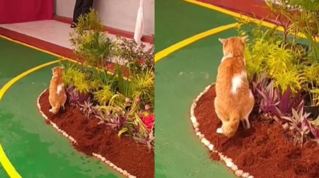 Lebih Bar-bar, Kucing Oranye Ini Malah Buang Hajat di Taman Mimbar Upacara