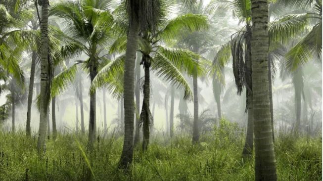 Wilayah Tropis Kaya Flora dan Fauna, Apa Sih Penyebabnya? Ini Kata Ilmuwan