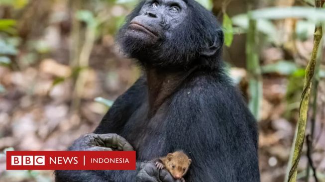 Musang Digendong Simpanse, Bagaimana Nasibnya?