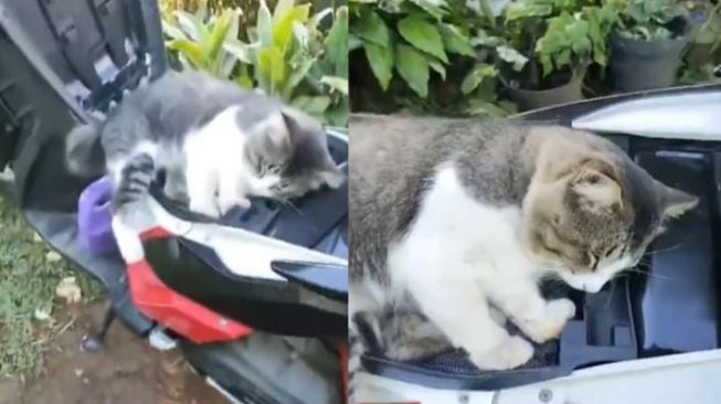 Kucing Tidur di Bagasi Motor (Instagram/@gemoireceh)