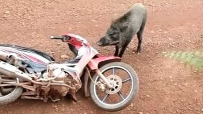 Panik Bertemu Babi Hutan di Kebun Sawit, Pria Pilih Kabur Tinggalkan Motor