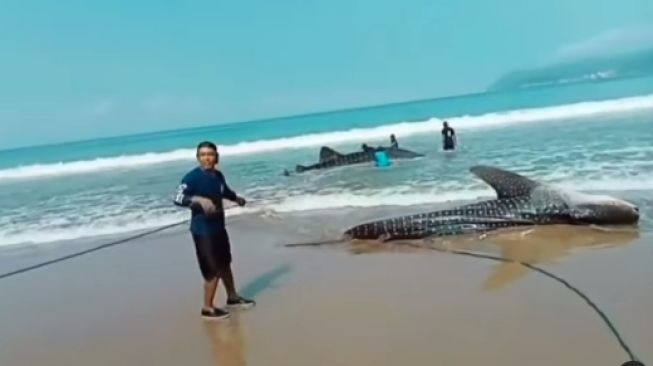 Dua Ekor Hiu Tutul Terdampar di Pantai Pacitan, Dievakuasi ke Daratan Diseret Pakai Tali