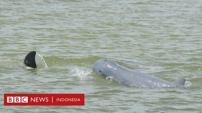 IKN dan Teluk Balikpapan: Pesut Pesisir Tinggal Kenangan Jika Tak Diurus