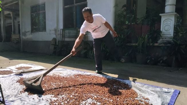 Sumarno sedang menjemur biji kopi hasil panen kebunnya, setelah sebelumnya disortir, di halaman rumahnya, Padukuhan Gading, Kalurahan Glagaharjo, Kapanewon Cakringan, Kabupaten Sleman. (kontributor/uli febriarni)