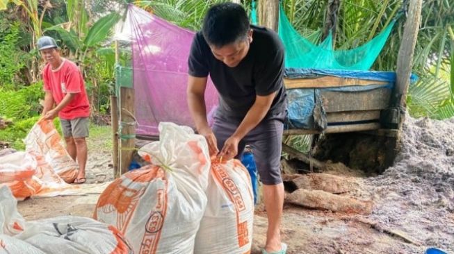 Pakai Ampas Sagu Untuk Pakan Ikan, ASN di Luwu Utara Mengaku Ikan Peliharaan Cepat Besar