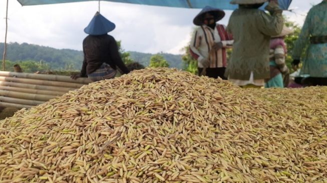 Harga BBM Bersubsidi Naik, Petani di Pandeglang Minta HPP Gabah Dinaikkan