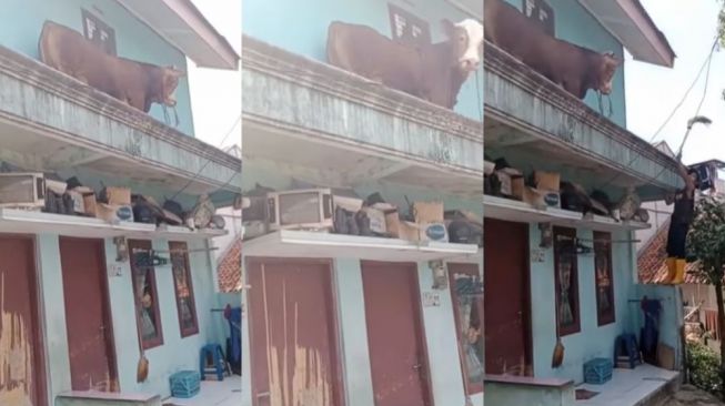 Bukan Kabur ke Jalan, Sapi Ini Malah Naik ke Balkon Rumah Bikin Pemilik Bingung