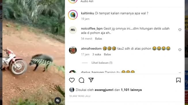 Lagi Jalan di Kebun Sawit, Motor Pria Ini Diseruduk Babi Hutan, Warganet: Gesit juga Omnya