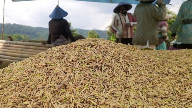 BBM Naik, Petani di Pandeglang Minta Pemerintah Naikan Juga HPP Gabah