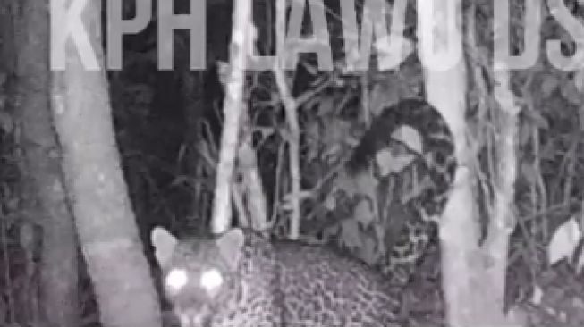 Kamera Trap BKSDA Jatim Rekam Penampakan Macan Tutul di Hutan Gunung Lawu Magetan