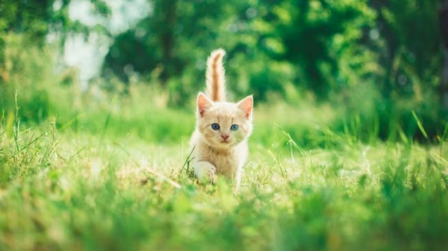 Gemes Banget! Kucing Ini Pake Siasat Pura-Pura Tidur Agar Bisa Dapat Sate Padang