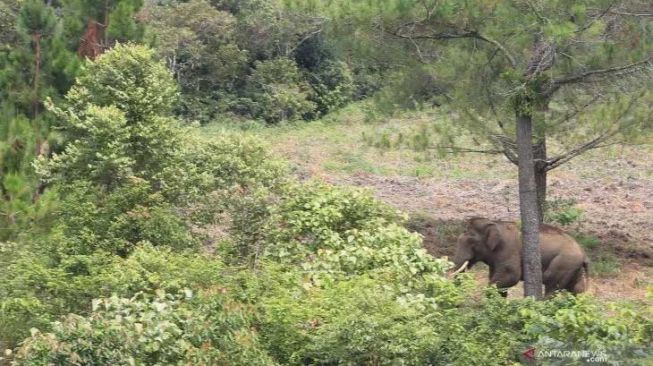 Gajah Liar Obrak Abrik Tanaman Pepaya Warga Aceh Jaya, Kerugian Puluhan Juta