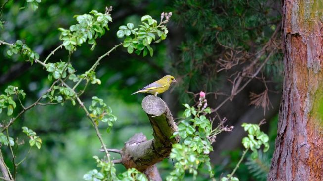 Greenfinch. [Hans/Pixabay] 