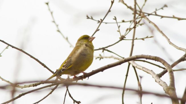 Greenfinch. [Valentin hintikka/Pixabay] 