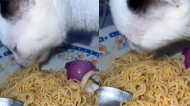 Pemilik Belum Sempat Makan, Kucing Ini Nimbrung Seruput Indomie dengan Lahap