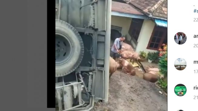 Truk Angkut Babi Terbalik di Jalintim Betung Sumsel, Warga Bantu Selamatkan Babi-Babi