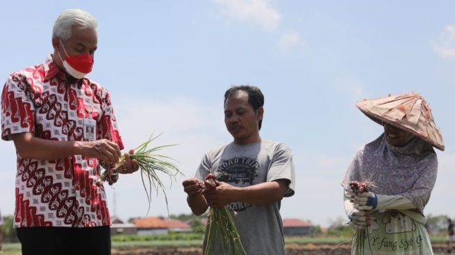 Produktivitas Bawang Merah di Jateng Turun, Ganjar Dorong Pemulihan Lahan Pertanian