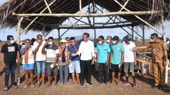 Mengeluh ke Jokowi, Peternak di Pulau Moa Ngaku Jumlah Kerbau Berkurang Karena Kurang Air