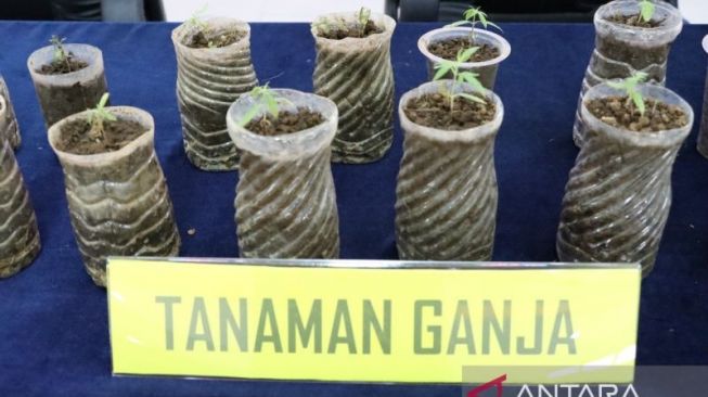 Awalnya Coba-coba, Pemuda Asal Caringin Bogor Tanam Ganja Dalam Pot di Rumahnya