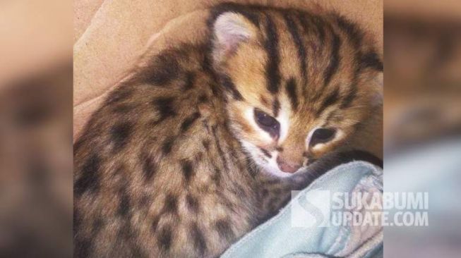 Punya Motif Totol-totol, Anak Kucing yang Ditemukan Warga Sukabumi Ini Bukan Kucing Biasa
