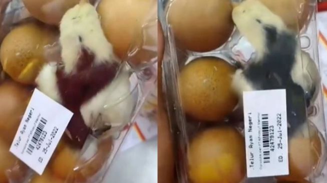 Kaget, Pembeli Telur Ini Temukan Anak Ayam dalam Kemasan