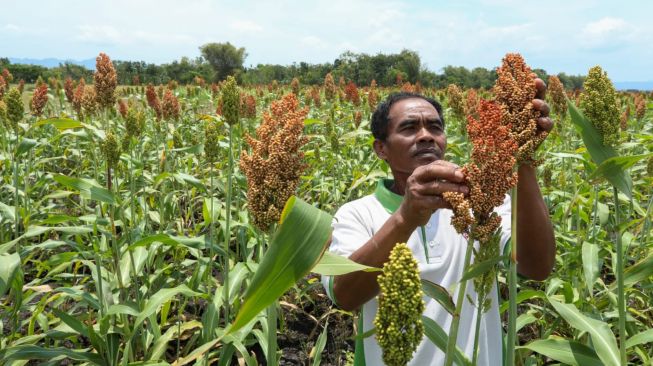 Serius Atasi Ketahanan Pangan, Pemprov Jateng Optimalkan Pertanian Sorgum di Wonogiri