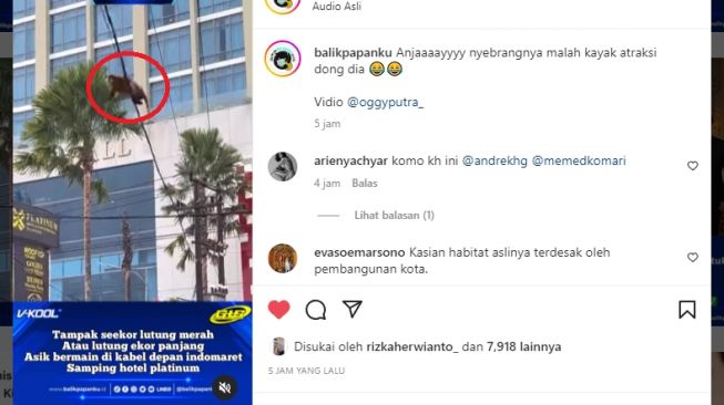 Seekor Lutung Merah Asik Bermain di Kabel Depan Hotel Platinum Balikpapan, Warganet Singgung Pembangunan Kota: Kasian