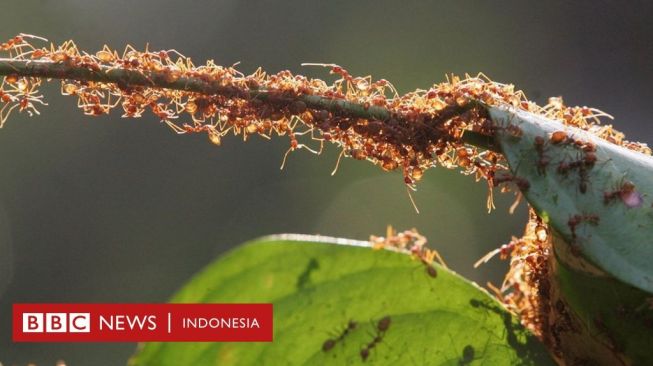 Berapa Jumlah Semut di Muka Bumi?