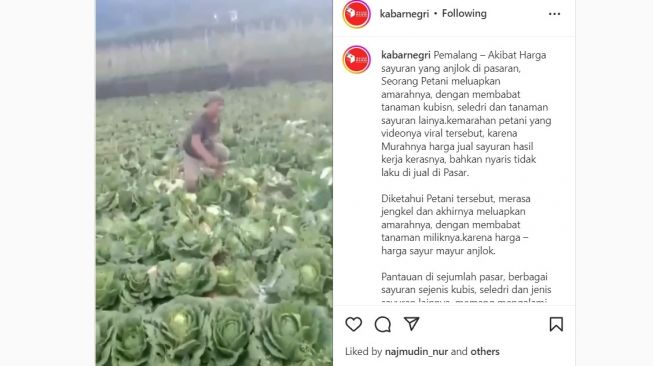 Tangkapan layar video seorang pria mengamuk di sebuah ladang sayuran. Ia terlihat merusak tanaman sawi itu, yang sudah siap panen itu. [Instagram/@kabarnegri]