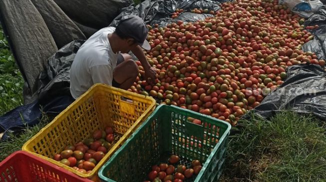 Putar Otak Petani di Pangalengan, Harga Pupuk Melonjak, Harga Jual Anjlok