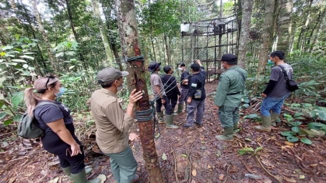 Tintin dan Zacky Dilepasliarkan di Kawasan Hutan Sumbar