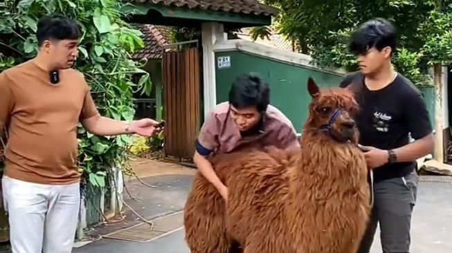 Potret Irfan Hakim Bersama Alpaca (Instagram/@irfanhakim75)