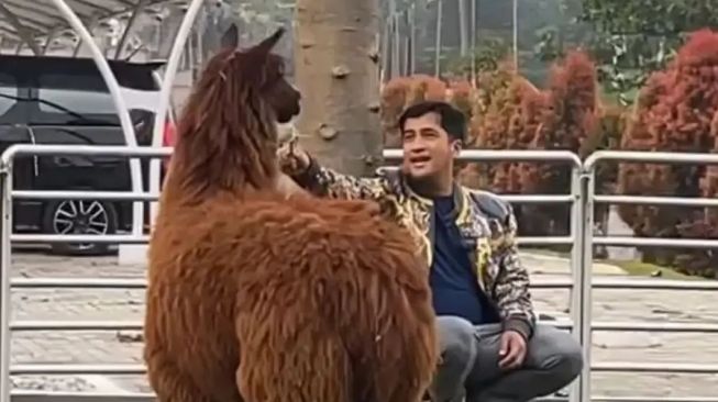 8 Potret Irfan Hakim Bersama Alpaca, Diajak Bermain sampai Dipangku Seperti Anak Sendiri