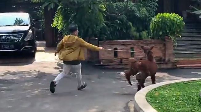 Potret Irfan Hakim Bersama Alpaca (Instagram/@irfanhakim75)