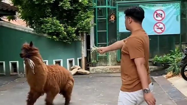 Potret Irfan Hakim Bersama Alpaca (Instagram/@irfanhakim75)