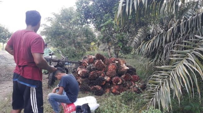 Pemerintah Diminta Bentuk Lembaga Khusus Komoditas Kelapa Sawit Nasional