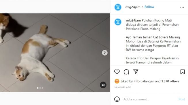 6 Hari, 16 Kucing Mati di Malang, Pemilik Syok Temukan Busa di Mulut Hewan Peliharaan