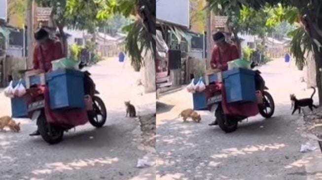 Sempatkan Berbagi, Penjual Ayam Keliling Ini Beri Makan ke Kucing Jalanan